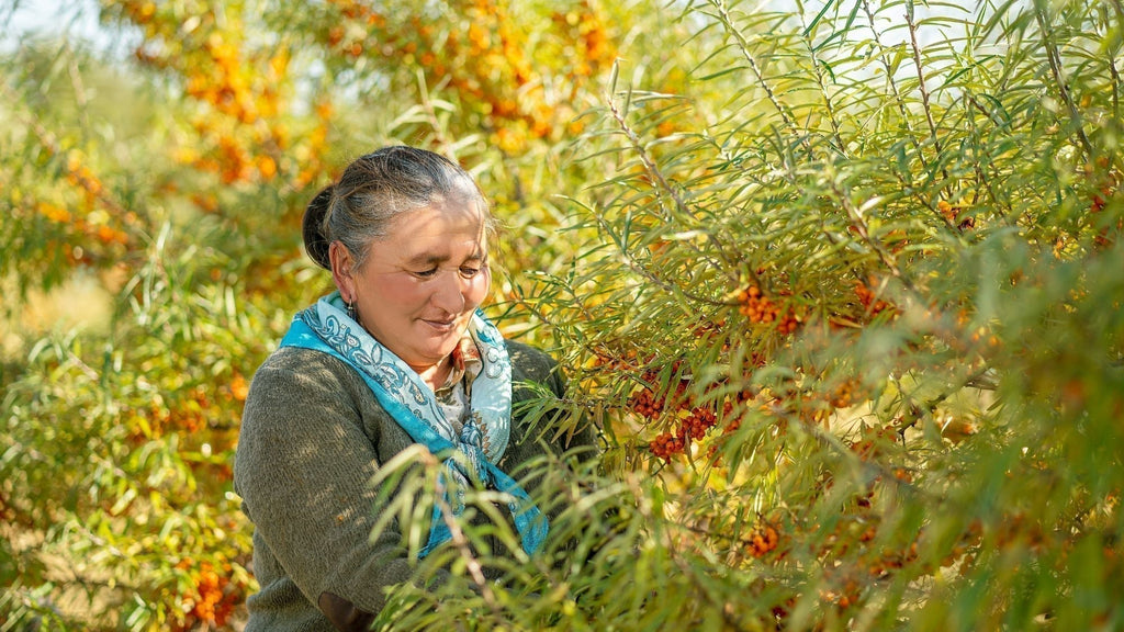 Sea Buckthorn in Polish Tradition: Herbal Skincare from My Childhood